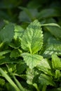 Fresh lemon balm leaves. Melissa is a fragrant medicinal plant.