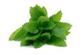 Fresh lemon balm or melissa isolated