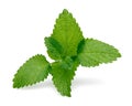 Fresh lemon balm or melissa isolated on white Royalty Free Stock Photo