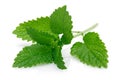 Fresh lemon balm or melissa isolated on white Royalty Free Stock Photo