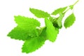 Fresh lemon balm mint herb Royalty Free Stock Photo