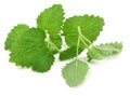 Fresh lemon balm on white Royalty Free Stock Photo
