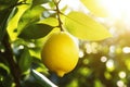 Fresh Lemon Bathing in the Sunlight on a Lush Lemon Tree in Nature