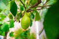 Fresh Lemon Fruit Hanging from Tree Lemon Fruit Hanging from Tree Royalty Free Stock Photo