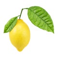 Fresh lemon fruit isolated Royalty Free Stock Photo