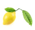 Fresh lemon fruit isolated Royalty Free Stock Photo