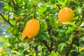 Fresh lemon fruit tree growing in Mallorca, Spain Royalty Free Stock Photo