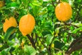 Fresh lemon fruit tree growing in Mallorca, Spain Royalty Free Stock Photo