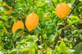 Fresh lemon fruit tree growing in Mallorca, Spain Royalty Free Stock Photo
