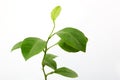 Fresh lemon leaves Royalty Free Stock Photo