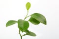 Fresh lemon leaves Royalty Free Stock Photo