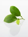 Fresh lemon leaves Royalty Free Stock Photo