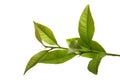 Fresh lemon leaves Royalty Free Stock Photo