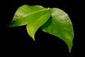 Fresh lemon leaves Royalty Free Stock Photo