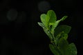 Fresh lemon leaves Royalty Free Stock Photo