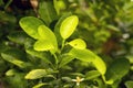 Fresh lemon, Lime (Citrus aurantifolia) green leaves with water splash Royalty Free Stock Photo