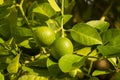 Fresh lemon, Lime Citrus aurantifolia on the tree Royalty Free Stock Photo