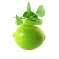 Fresh lemon lime citrus fruit with leaves and slice Royalty Free Stock Photo