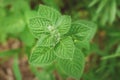 Fresh lemon melissa growing in the spring garden - top virew Royalty Free Stock Photo