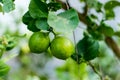 Fresh lemon on tree