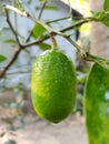 Fresh Lemon With tree. Royalty Free Stock Photo