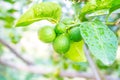 Fresh lemon tree in sunny garden. Royalty Free Stock Photo