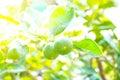 Fresh lemon tree in sunny garden. Royalty Free Stock Photo