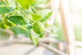 Fresh lemon tree in sunny garden. Royalty Free Stock Photo