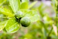 Fresh lemon tree Royalty Free Stock Photo