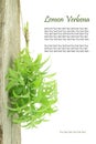 Fresh lemon verbena Royalty Free Stock Photo