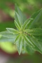 Fresh lemon verbena