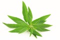 Fresh lemon verbena Royalty Free Stock Photo