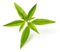 Fresh lemon verbena leaves on white Royalty Free Stock Photo