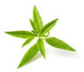 Fresh lemon verbena leaves on white Royalty Free Stock Photo