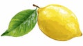 Fresh Lemon with Vibrant Green Leaf and Text Vector Illustration Royalty Free Stock Photo
