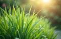Fresh lemongrass plant leaves on farm garden. Green herb, spice ingredient for cooking, aromatherapy, herbal medicine. Natural