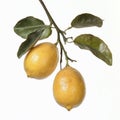 Fresh Lemons on Branch with Green Leaves, Citrus Fruit Close-up Royalty Free Stock Photo