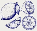 Fresh lemons. Doodle style