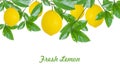 Fresh lemons fruit on a branch with green leaves isolated on white background, floral collage Royalty Free Stock Photo