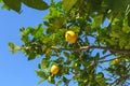 Fresh lemons growing on a tree under the bright sunlight Royalty Free Stock Photo