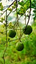 Fresh lemons hanging on the branch of Lemons tree. Bunches of fresh lemons on lemon tree branches in Fruits garden.Big lemon on Royalty Free Stock Photo