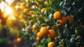 Lemons Hanging on a Lemon tree Royalty Free Stock Photo