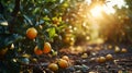 Lemons Hanging on a Lemon tree Royalty Free Stock Photo