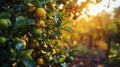 Lemons Hanging on a Lemon tree Royalty Free Stock Photo