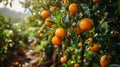 Lemons Hanging on a Lemon tree Royalty Free Stock Photo