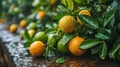 Lemons Hanging on a Lemon tree Royalty Free Stock Photo