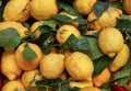 Bio lemons on the market in italy, Amalfi Coast, Campania, Italy. Bio lemons Royalty Free Stock Photo