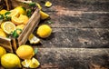 Fresh lemons in an old box. Royalty Free Stock Photo