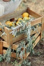 Fresh lemons in an old box with leaves. On wooden background Royalty Free Stock Photo