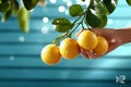 Fresh lemons on tree branch with dew in sunlight Royalty Free Stock Photo